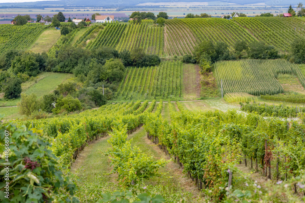 Summer vineyard nearby Strekov, Southern Slovakia