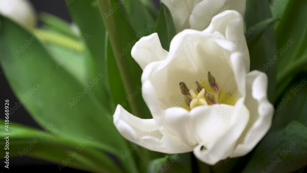 View of elegant white tulip on black background. Bunch of white flowers close-up macro photography. The plants sway in the wind. A gift for a holiday, a pleasant surprise. Spring concept 4K View of elegant white tulip on black background. Bunch of white flowers close-up macro photography. The plants sway in the wind. A gift for a holiday, a pleasant surprise. Spring concept 4K