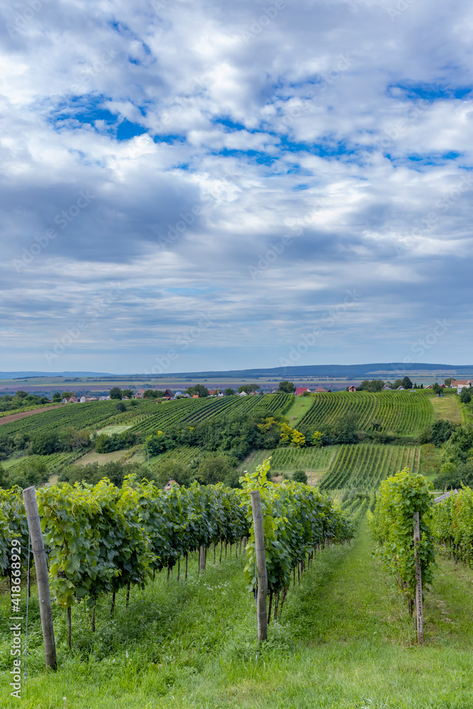 Summer vineyard nearby Strekov, Southern Slovakia
