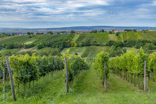 Summer vineyard nearby Strekov  Southern Slovakia