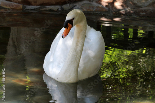 Höckerschwan photo