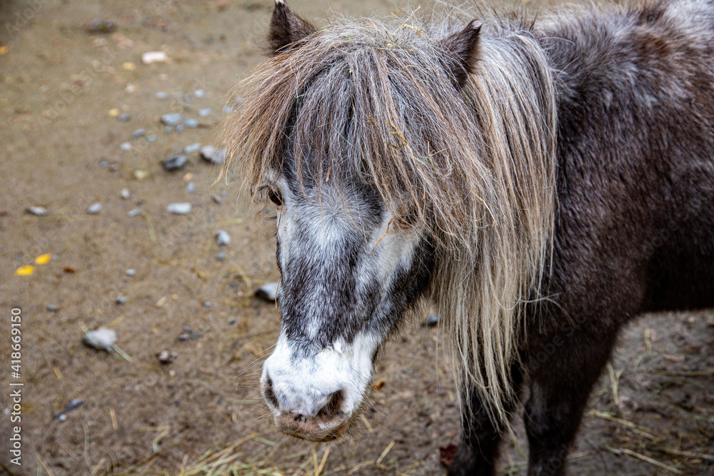 Fototapeta premium Ponie