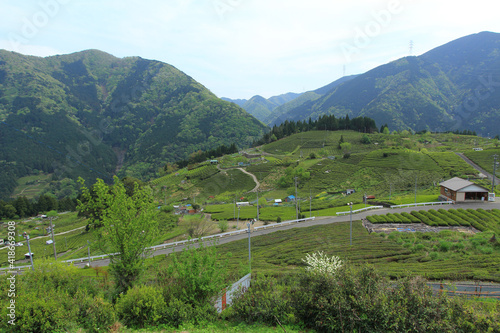 天空の茶畑　岐阜県上ヶ流地区は岐阜のマチュピチュと言われている