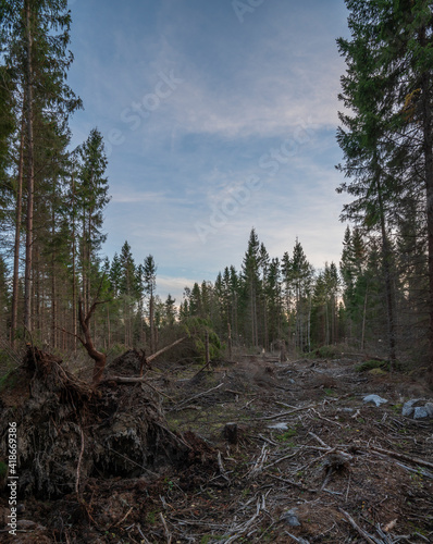 Storm ravage path in the forest