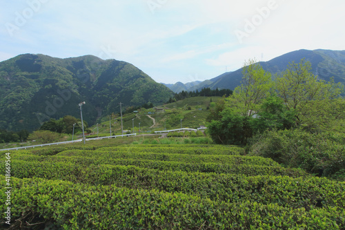 天空の茶畑　岐阜県上ヶ流地区は岐阜のマチュピチュと言われている