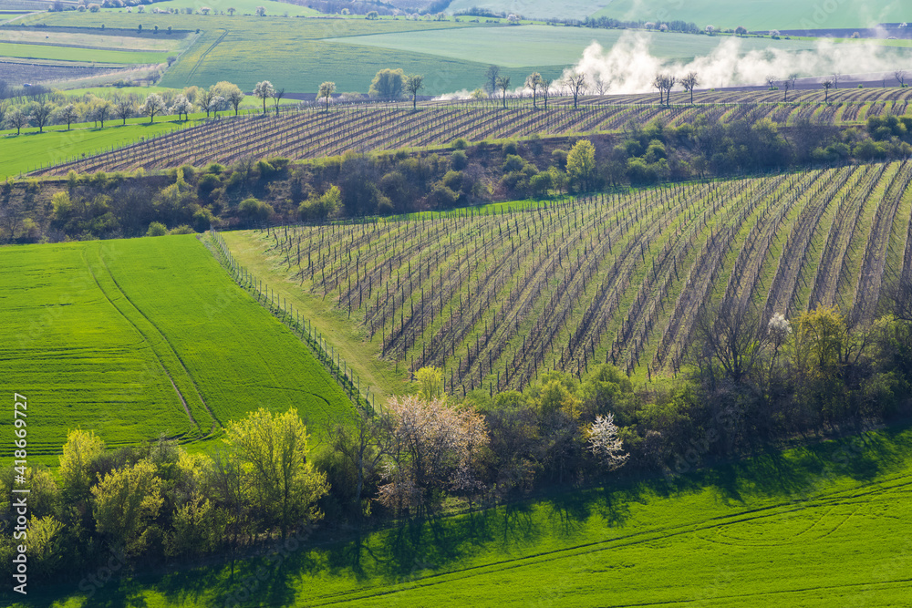 Fototapeta premium Spring vineyard near Lampelberk, Znojmo region, Southern Moravia, Czech Republic