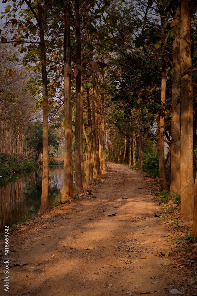 Fototapeta premium path in autumn forest
