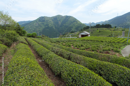 天空の茶畑　岐阜県上ヶ流地区は岐阜のマチュピチュと言われている