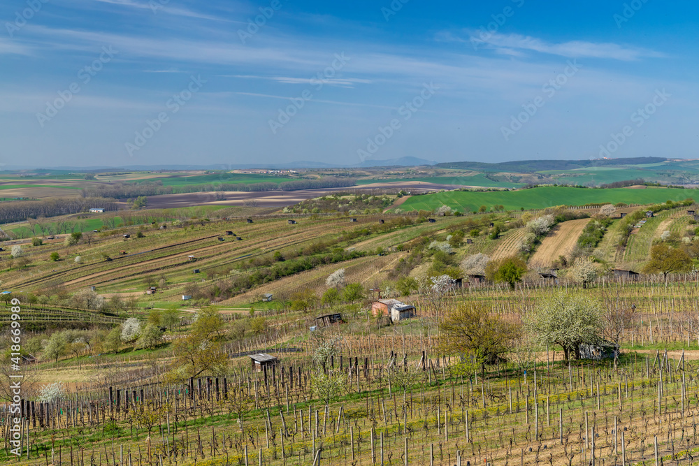 Spring vineyard near Mutenice, Southern Moravia, Czech Republic