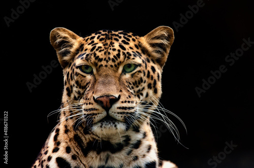 cheetah portrait on black background