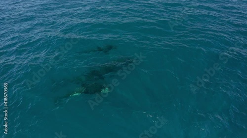 Wallpaper Mural Aerial circling a pod of killer whales swimming beneath the ocean surface surrounded by clear blue, refreshing ocean waters - Exmouth, Australia Torontodigital.ca