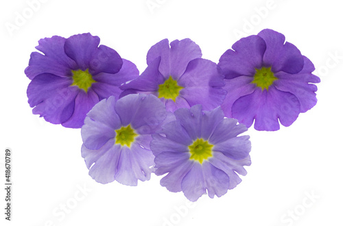 beautiful primrose flower isolated