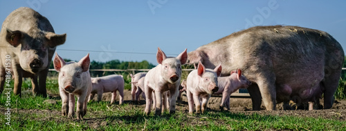 Outdoor - Schweinehaltung, freilaufende Sau mit ihren Ferkeln auf einer Schweineweide. photo