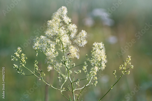 Thalictrum flavum or Thalíctrum lúcidum. Commonly called common meadow-rue, and yellow meadow-rue close-up. Flowering meadow.