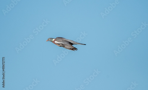 Wood Pigeon in flight with a blue sky background