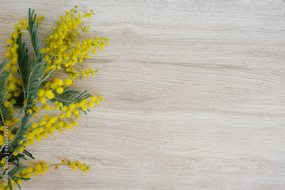 Mimosa branch frame with yellow flowers on a light wooden background with copy space Mimosa branch frame with yellow flowers on a light wooden background with copy space