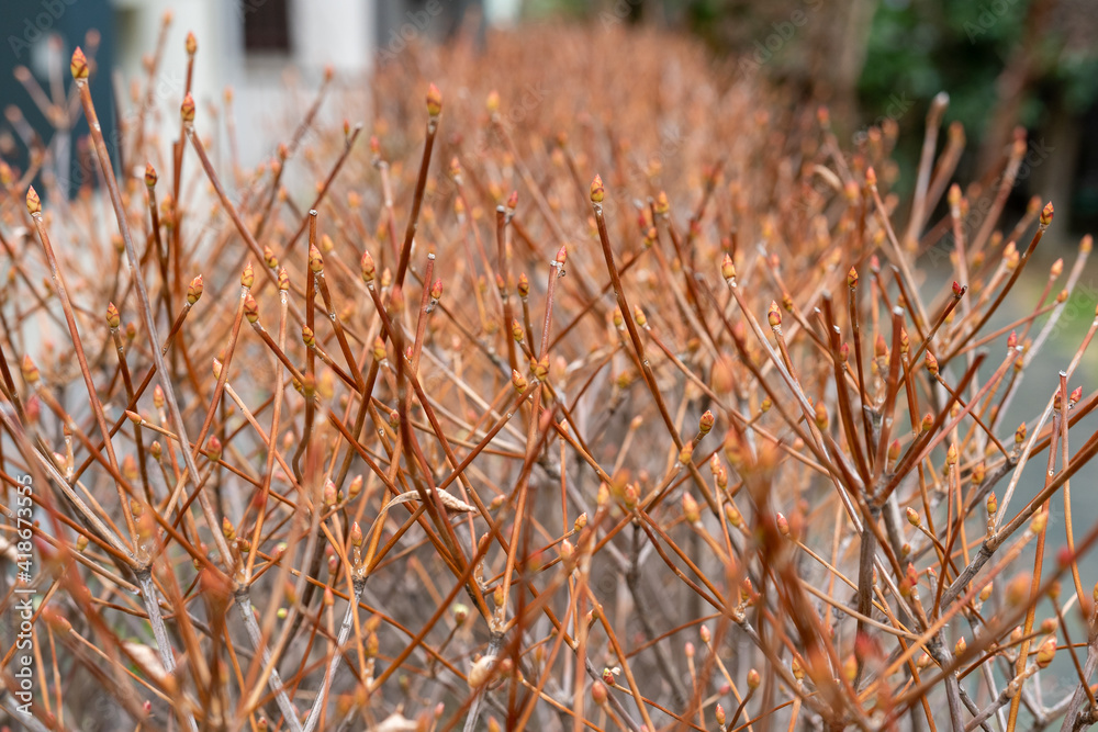 Fototapeta premium 新芽をつけ始めたドウダンツツジ