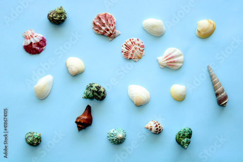 Colorful collection seashells on blue background, summer beach pattern, flat lay