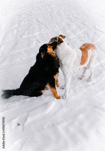 dog in snow