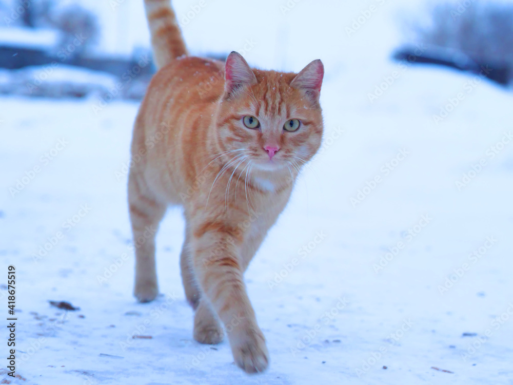 Furry cat on snowy frosty winter day Furry cat on snowy frosty winter day