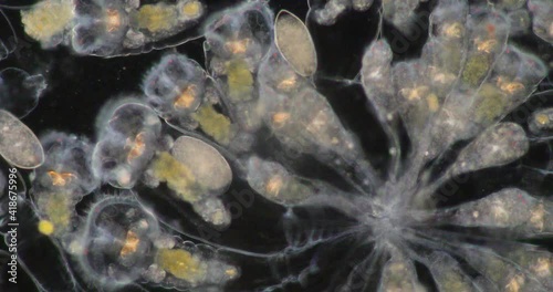 The rotifers commonly called wheel animals or wheel animalcules, make up a phylum (Rotifera) pseudocoelomate animals under the microscope.
 photo