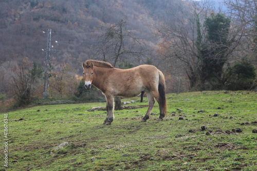 Caballo Przewalski