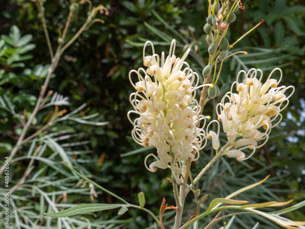 australian native flora yellow australian native flora yellow