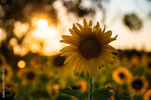 Sonnenblume © Mirko