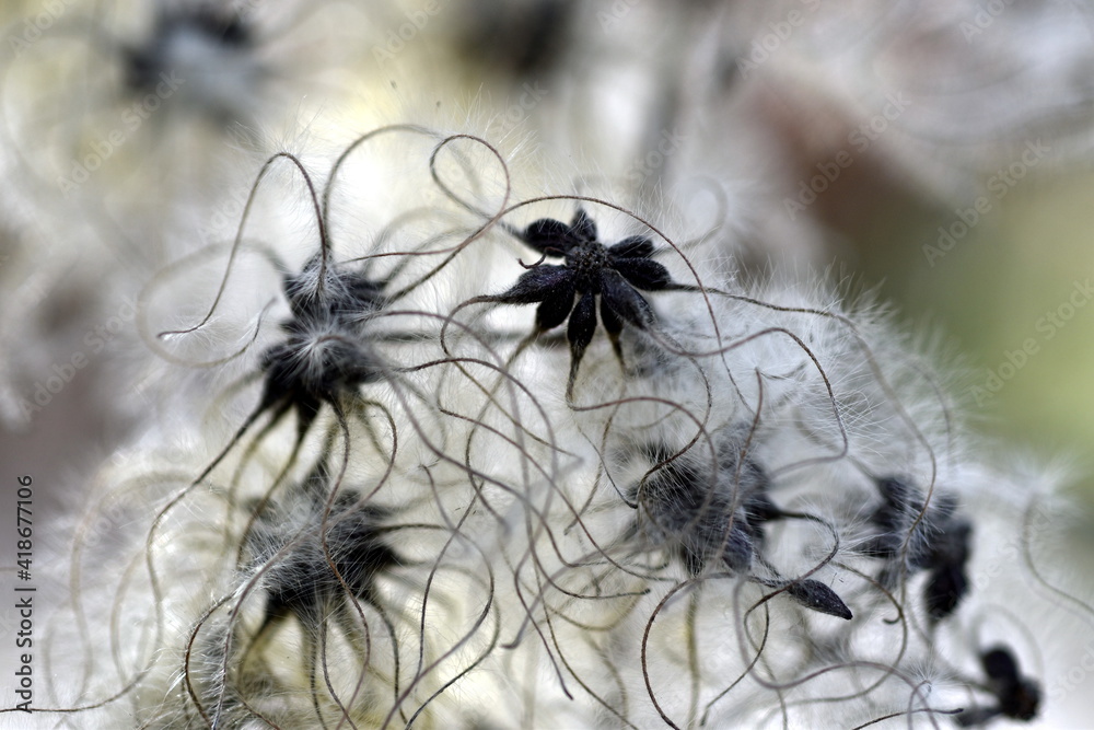 Flauschige Samen einer Clematis Flauschige Samen einer Clematis