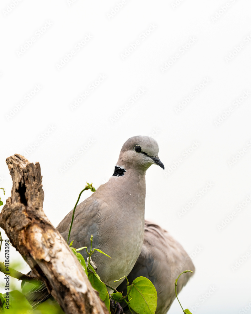 Obraz premium Ring-necked dove (Streptopelia capicola) in Ngorongoro crater, Tanzania