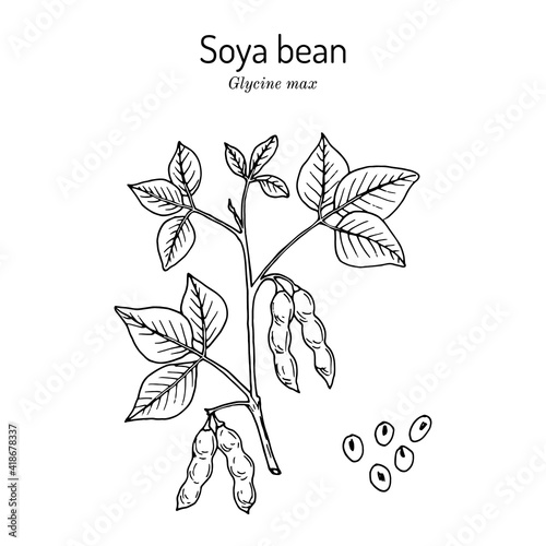 Soybean, or soya bean Glycine max