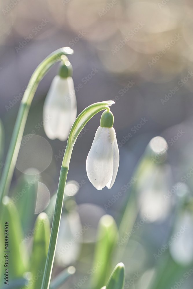 Obraz premium Februarstimmung