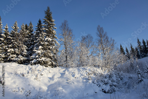 forest in winter © Karoline