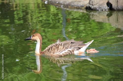 水上のサカツラガン photo