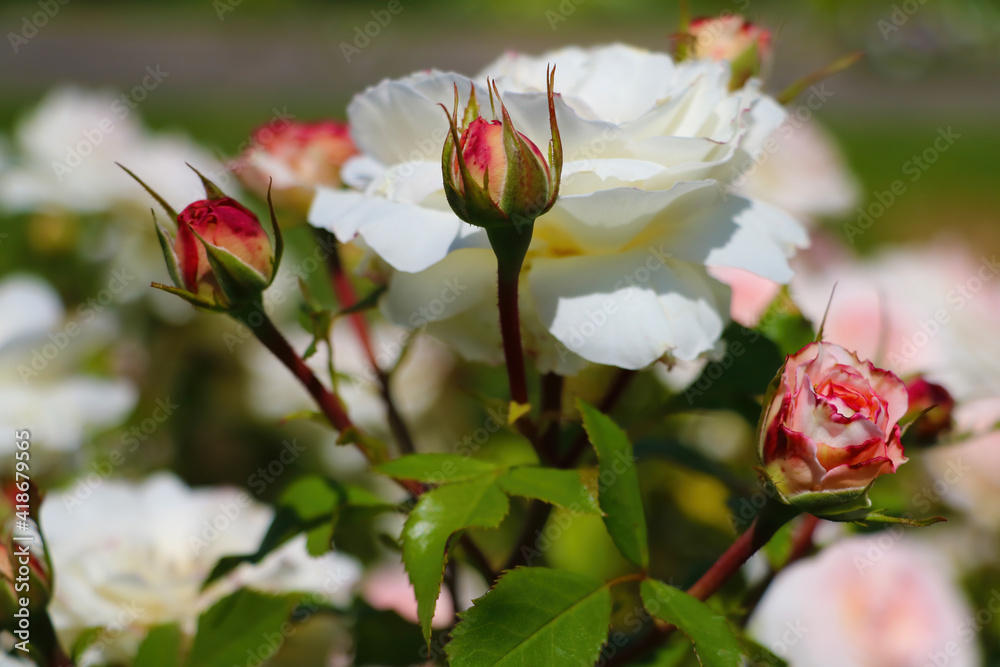 Close-up on young blooming buds of a garden rose. Close-up on young blooming buds of a garden rose.