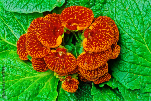 calceolaria hybrida photo