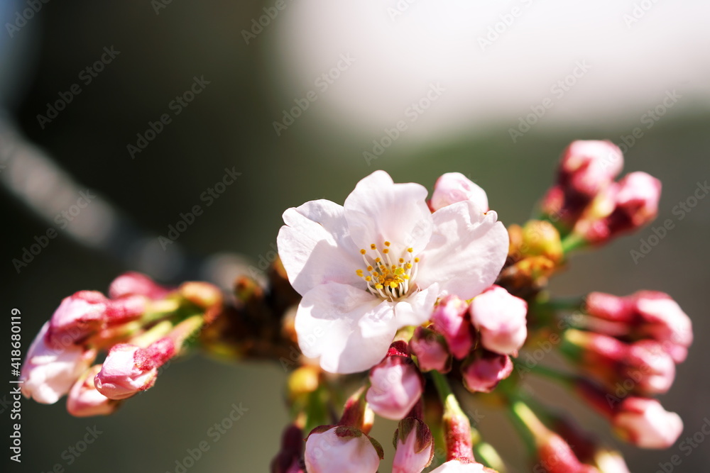 咲き始めた桜を見る休日 咲き始めた桜を見る休日