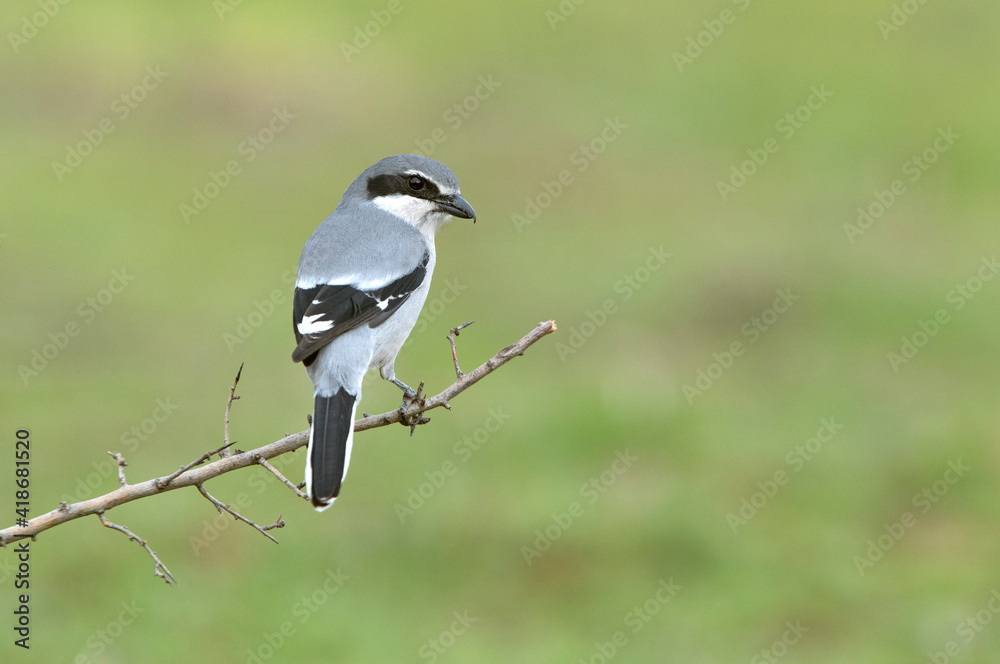Southern grey shrike male in heat plumage on its favorite perch in its breeding territory with the first light of dawn Southern grey shrike male in heat plumage on its favorite perch in its breeding territory with the first light of dawn