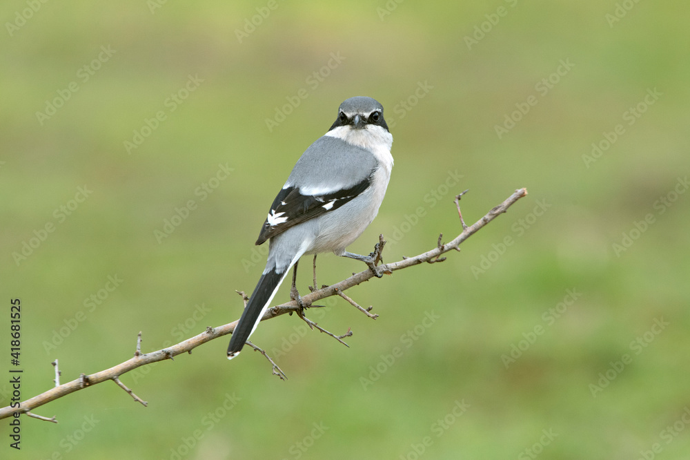 Southern grey shrike male in heat plumage on its favorite perch in its breeding territory with the first light of dawn Southern grey shrike male in heat plumage on its favorite perch in its breeding territory with the first light of dawn