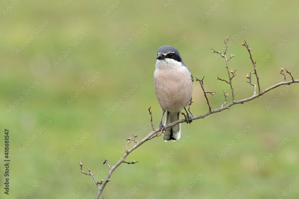 Fototapeta premium Southern grey shrike male in heat plumage on its favorite perch in its breeding territory with the first light of dawn