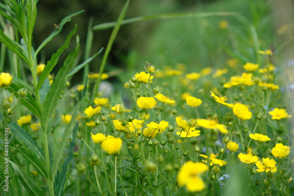 Fototapeta premium yellow dandelions in the grass