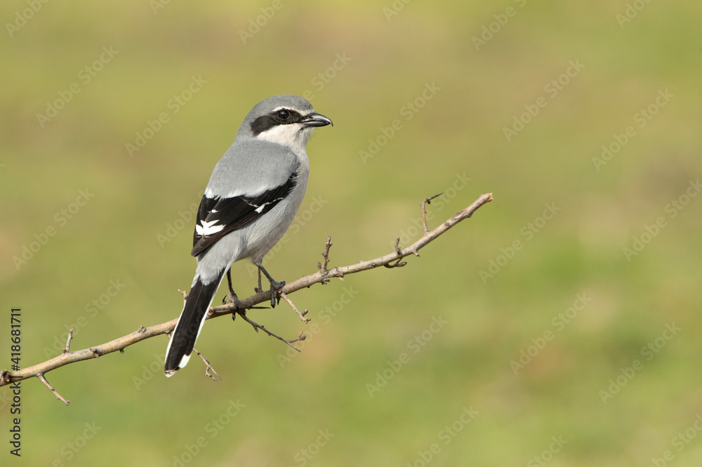 Southern grey shrike male in heat plumage on its favorite perch in its breeding territory with the first light of dawn