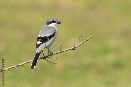 Foto Southern grey shrike male in heat plumage on its favorite perch in its breeding