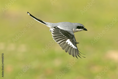 Southern grey shrike flying with the first morning lights in their breeding territory