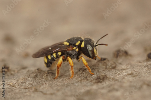 Closeup of a very small carder bee, Pseudoanthidium nanum in the Gard, France © Henk