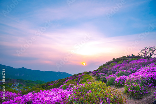 Landscape sunrise Hapcheon Hwangmaesan Royal Azalea Festival South Korea