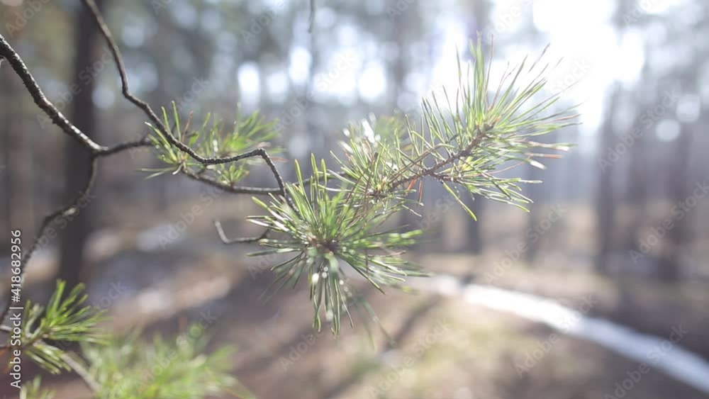 closeup pine tree branch in the sunlight, bright forest scene closeup pine tree branch in the sunlight, bright forest scene