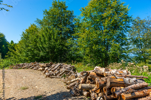 Workers producing logs in forests in the western black sea region.