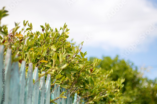 green plants over hedge