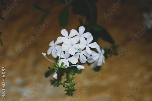 little white flowers